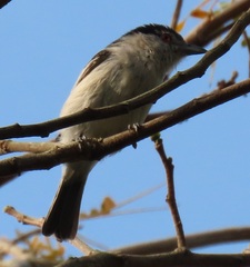 Dryoscopus cubla cubla