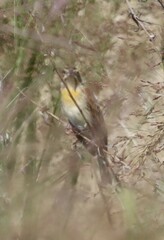 Spiza americana