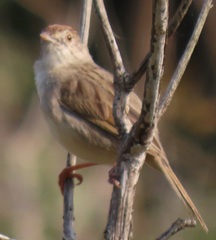 Cisticola chiniana