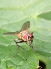 Macquartia grisea
