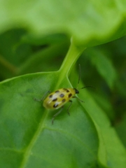 Diabrotica undecimpunctata