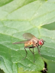 Macquartia grisea