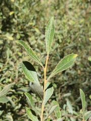 Salix scouleriana