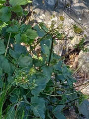 Knowltonia vesicatoria