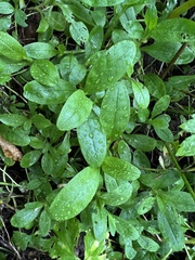 Myosotis scorpioides