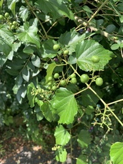 Ampelopsis glandulosa