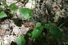 Viola alba dehnhardtii