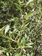 Salix scouleriana