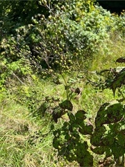 Scrophularia marilandica