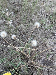 Hypochaeris glabra