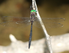 Somatochlora linearis