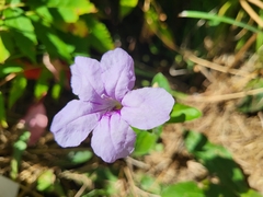 Ruellia humilis