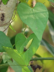 Aristolochia