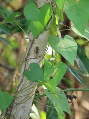 Aristolochia