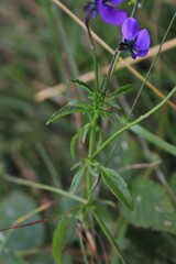 Viola declinata