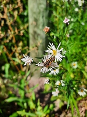 Helophilus fasciatus