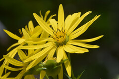 Silphium perfoliatum
