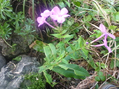 Phlox paniculata