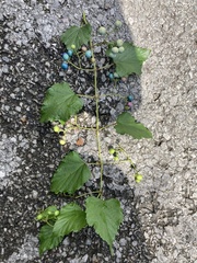 Ampelopsis