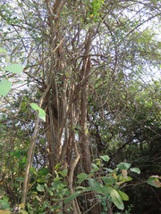 Brachylaena discolor