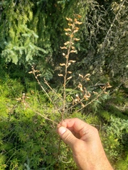 Pedicularis labradorica