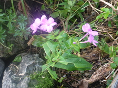 Phlox paniculata