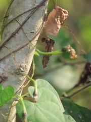 Aristolochia