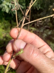 Pedicularis labradorica
