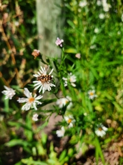 Helophilus fasciatus
