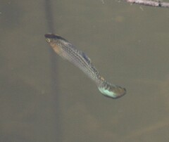 Poecilia latipinna