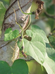 Aristolochia