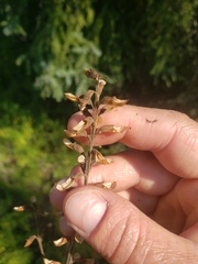 Pedicularis labradorica