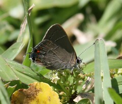 Satyrium favonius