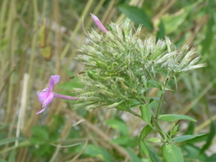 Phlox paniculata