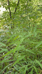Chasmanthium latifolium