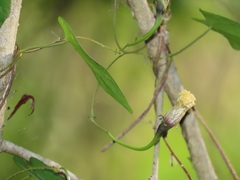Aristolochia