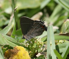 Satyrium favonius