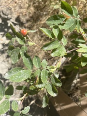 Rosa nutkana