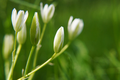 Ornithogalum umbellatum