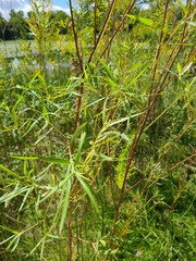 Salix interior