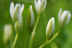 Ornithogalum umbellatum