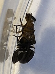 Delphinia picta