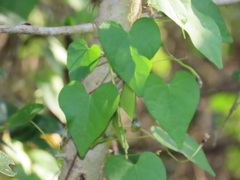 Aristolochia