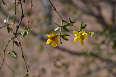 Larrea divaricata