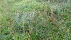 Juncus effusus