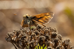 Ochlodes sylvanoides