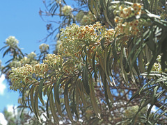 Buddleja loricata