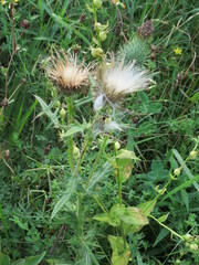 Cirsium pumilum