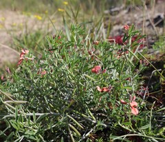 Indigofera candicans