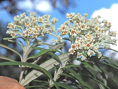 Buddleja loricata